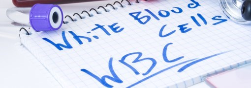 ספירת כדוריות דם לבנות - (WBC -White Blood Cells) - תמונה